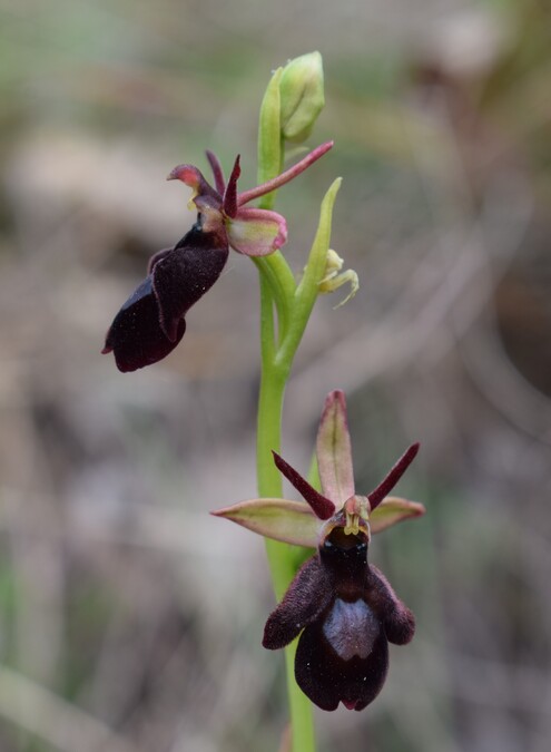 Ibridi d''Ophrys insectifera tra le colline veronesi