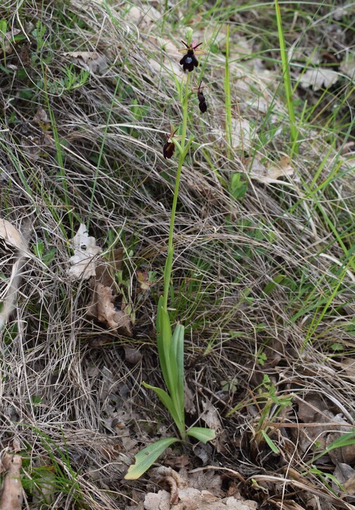 Ibridi d''Ophrys insectifera tra le colline veronesi