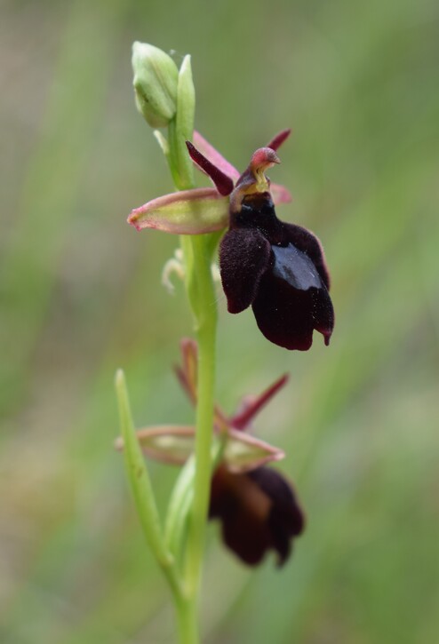 Ibridi d''Ophrys insectifera tra le colline veronesi