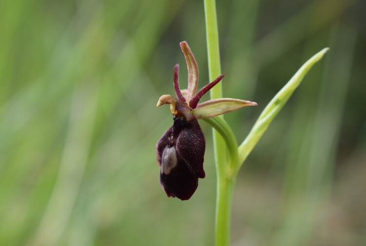 Ibridi d''Ophrys insectifera tra le colline veronesi