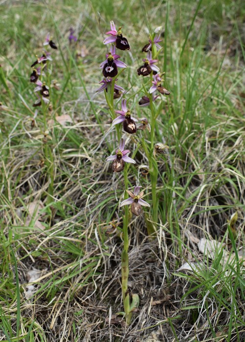 Ibridi d''Ophrys insectifera tra le colline veronesi