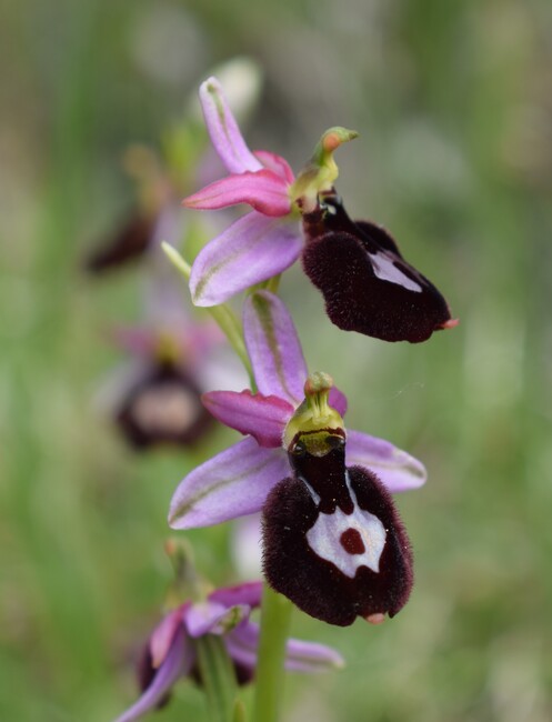 Ibridi d''Ophrys insectifera tra le colline veronesi