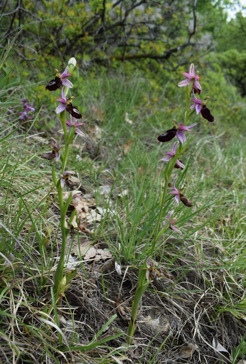 Ibridi d''Ophrys insectifera tra le colline veronesi