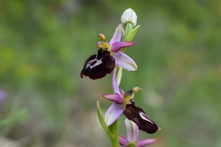 Ibridi d''Ophrys insectifera tra le colline veronesi