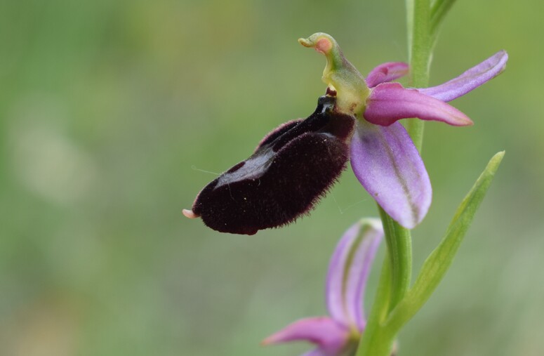 Ibridi d''Ophrys insectifera tra le colline veronesi