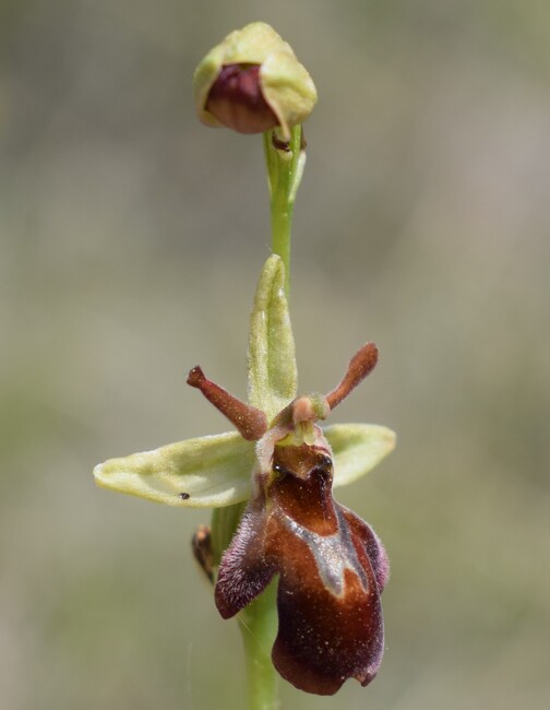 Ibridi d''Ophrys insectifera tra le colline veronesi