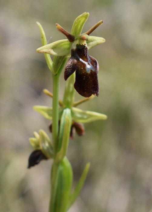 Ibridi d''Ophrys insectifera tra le colline veronesi