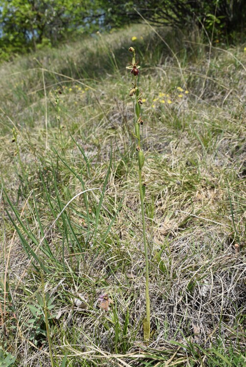 Ibridi d''Ophrys insectifera tra le colline veronesi