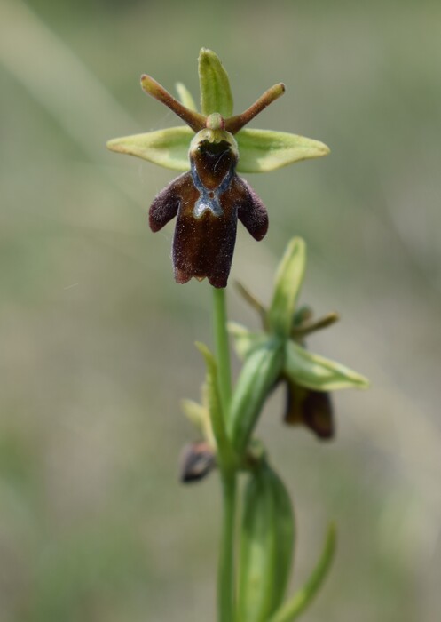 Ibridi d''Ophrys insectifera tra le colline veronesi