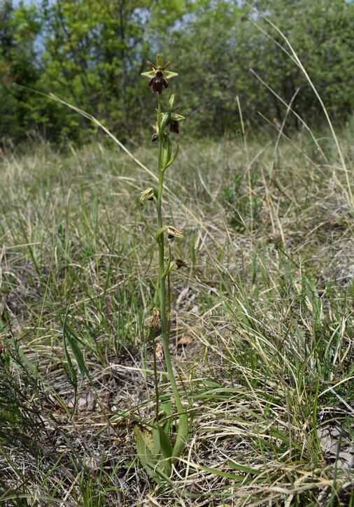 Ibridi d''Ophrys insectifera tra le colline veronesi