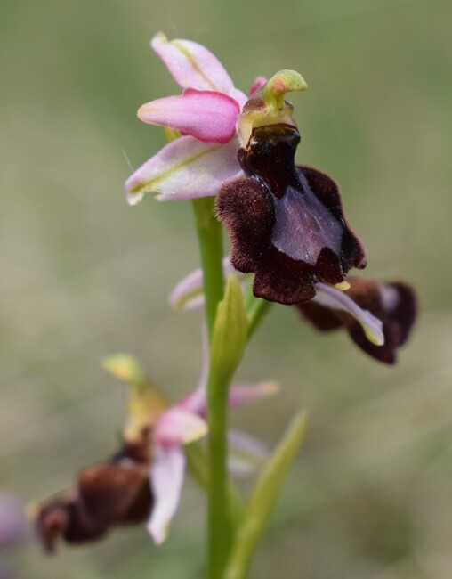 Ibridi d''Ophrys insectifera tra le colline veronesi