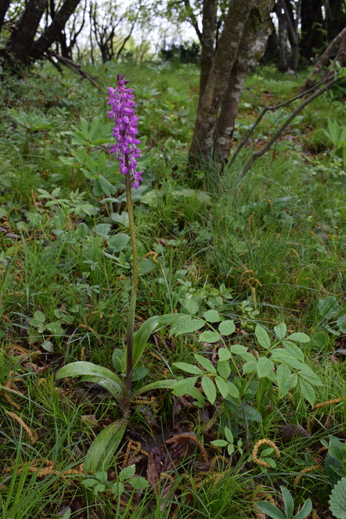 Orchis haussknechtii (Val Cavallina, Prealpi Bergamasche)