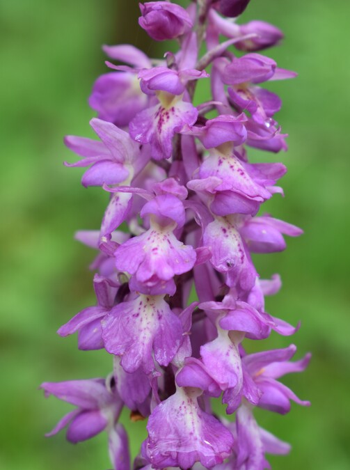 Orchis haussknechtii (Val Cavallina, Prealpi Bergamasche)
