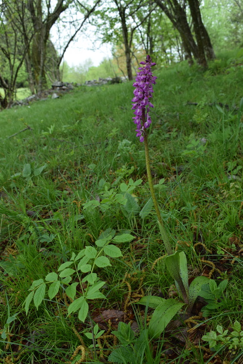 Orchis haussknechtii (Val Cavallina, Prealpi Bergamasche)