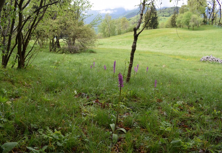 Orchis haussknechtii (Val Cavallina, Prealpi Bergamasche)
