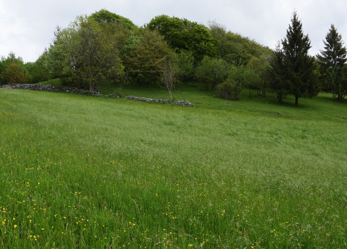Orchis haussknechtii (Val Cavallina, Prealpi Bergamasche)