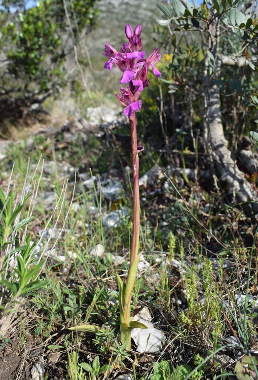 Le orchidee del Moriglion di Penna (Monte Pisano)