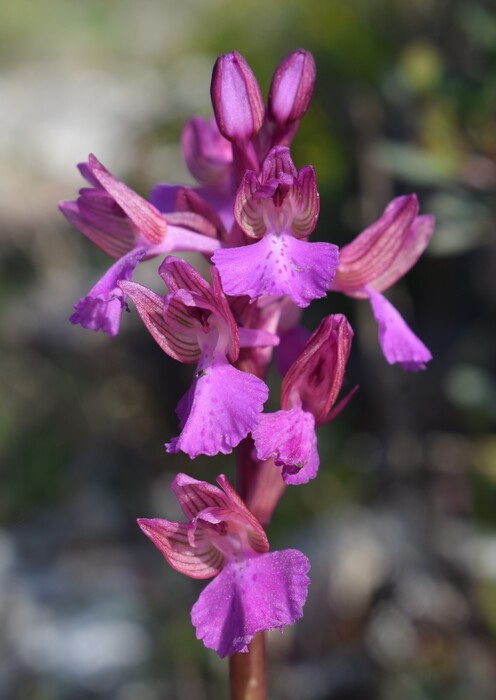 Le orchidee del Moriglion di Penna (Monte Pisano)