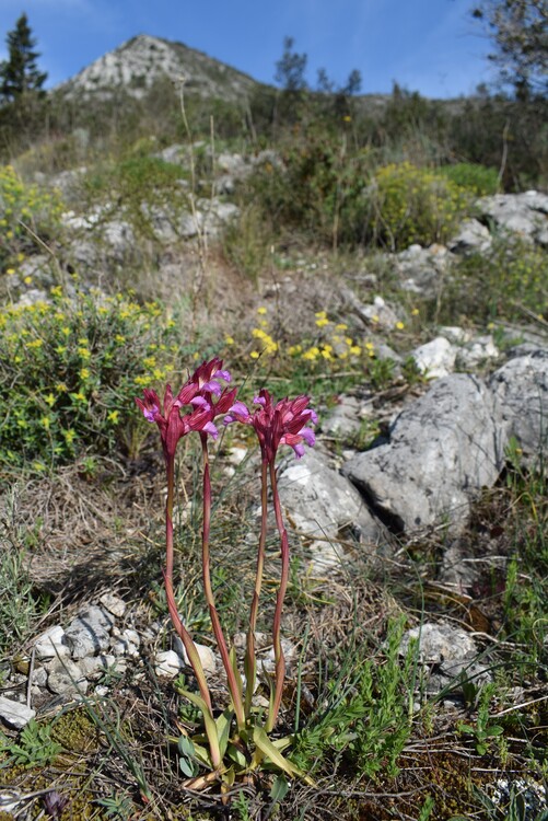 Le orchidee del Moriglion di Penna (Monte Pisano)