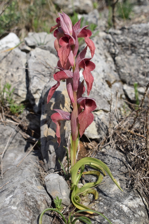 Le orchidee del Moriglion di Penna (Monte Pisano)