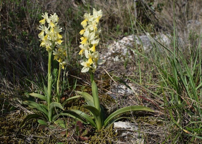 Le orchidee del Moriglion di Penna (Monte Pisano)