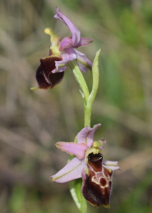 Le orchidee del Moriglion di Penna (Monte Pisano)