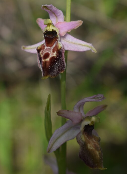 Le orchidee del Moriglion di Penna (Monte Pisano)