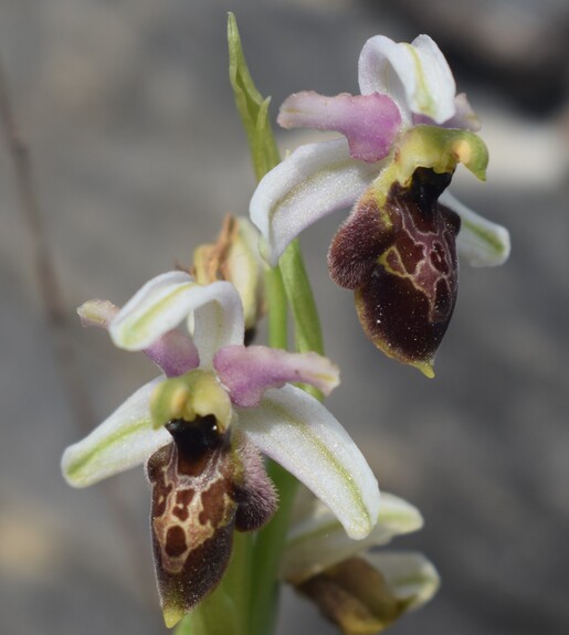 Le orchidee del Moriglion di Penna (Monte Pisano)