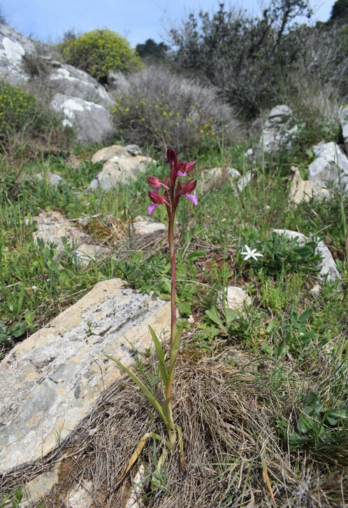 Le orchidee del Moriglion di Penna (Monte Pisano)