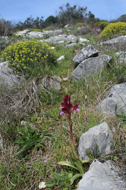 Le orchidee del Moriglion di Penna (Monte Pisano)