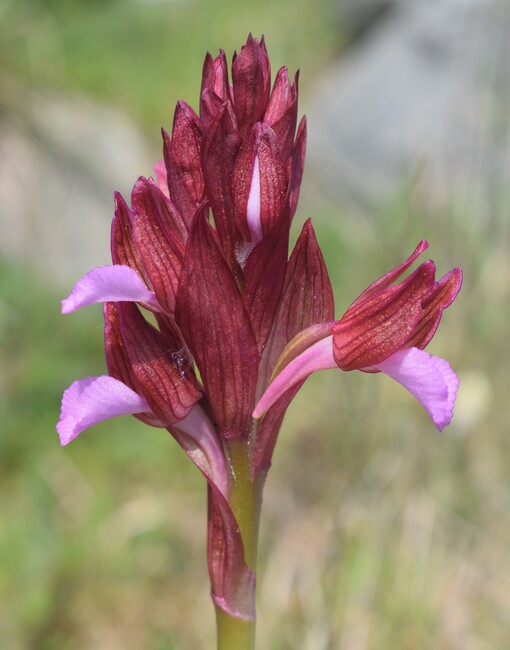 Le orchidee del Moriglion di Penna (Monte Pisano)