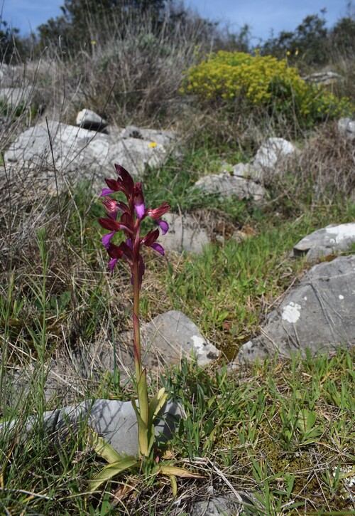 Le orchidee del Moriglion di Penna (Monte Pisano)