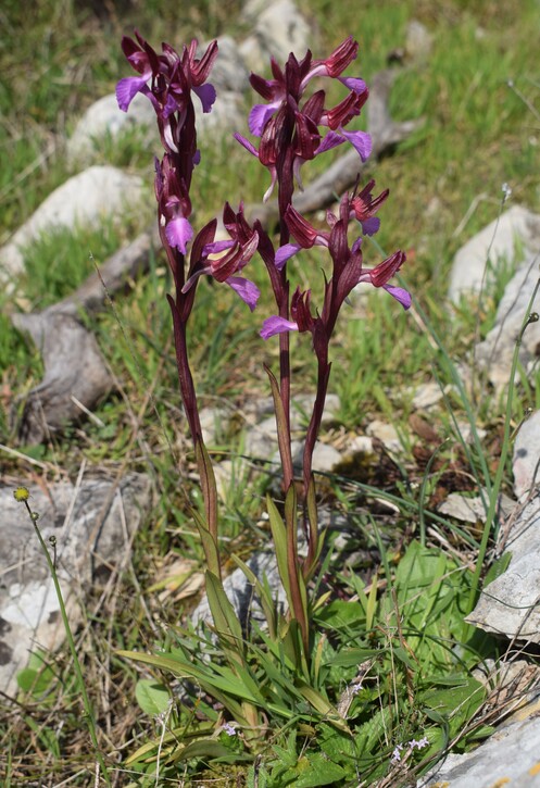 Le orchidee del Moriglion di Penna (Monte Pisano)