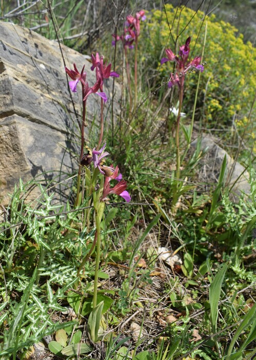 Le orchidee del Moriglion di Penna (Monte Pisano)