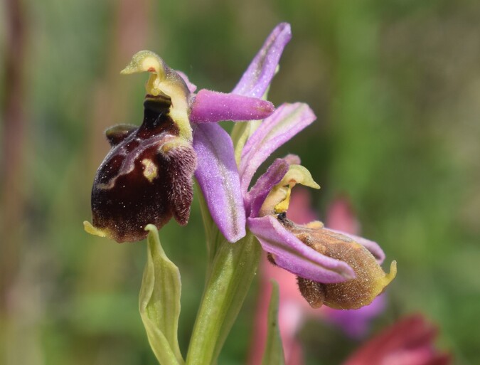 Le orchidee del Moriglion di Penna (Monte Pisano)