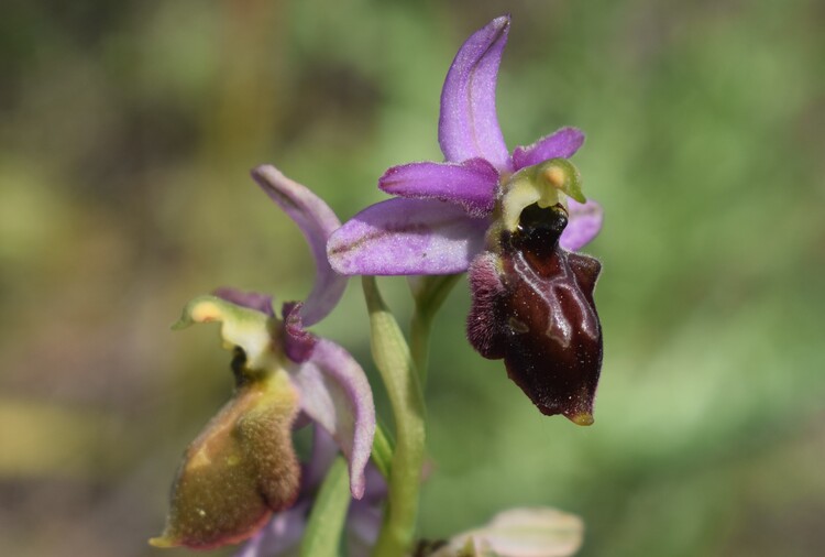 Le orchidee del Moriglion di Penna (Monte Pisano)