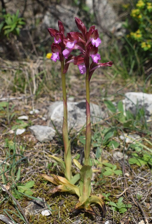 Le orchidee del Moriglion di Penna (Monte Pisano)