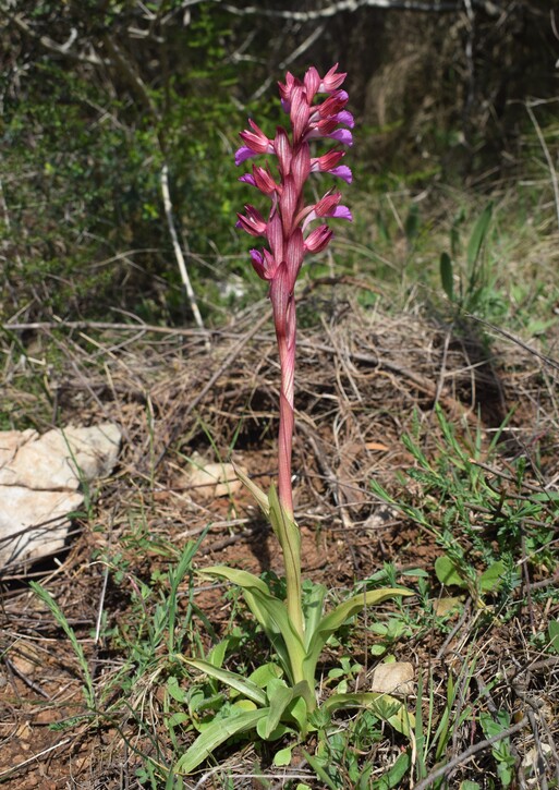 Le orchidee del Moriglion di Penna (Monte Pisano)