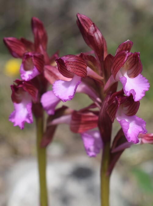 Le orchidee del Moriglion di Penna (Monte Pisano)