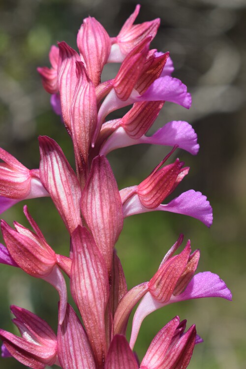 Le orchidee del Moriglion di Penna (Monte Pisano)