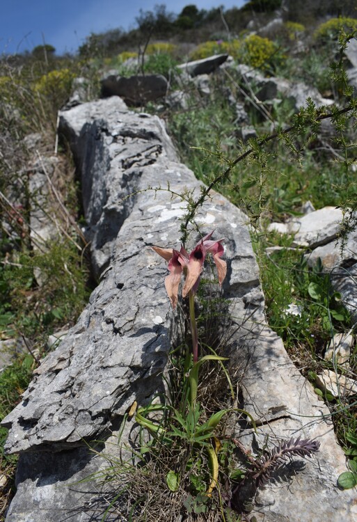 Le orchidee del Moriglion di Penna (Monte Pisano)