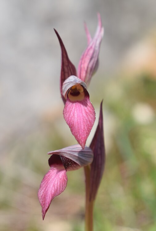 Le orchidee del Moriglion di Penna (Monte Pisano)