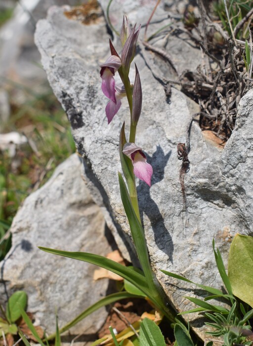 Le orchidee del Moriglion di Penna (Monte Pisano)