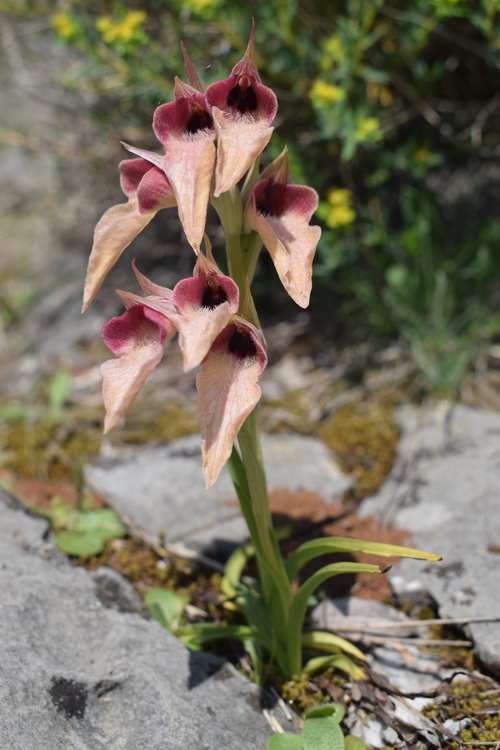 Le orchidee del Moriglion di Penna (Monte Pisano)