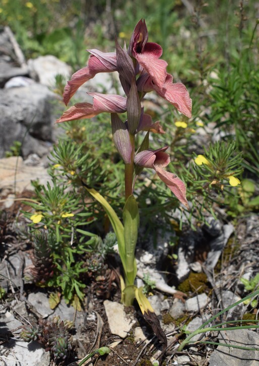 Le orchidee del Moriglion di Penna (Monte Pisano)