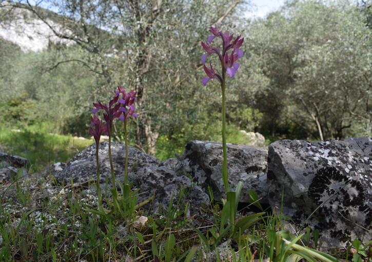 Le orchidee del Moriglion di Penna (Monte Pisano)