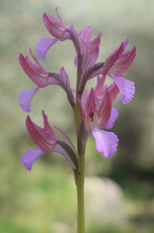 Le orchidee del Moriglion di Penna (Monte Pisano)