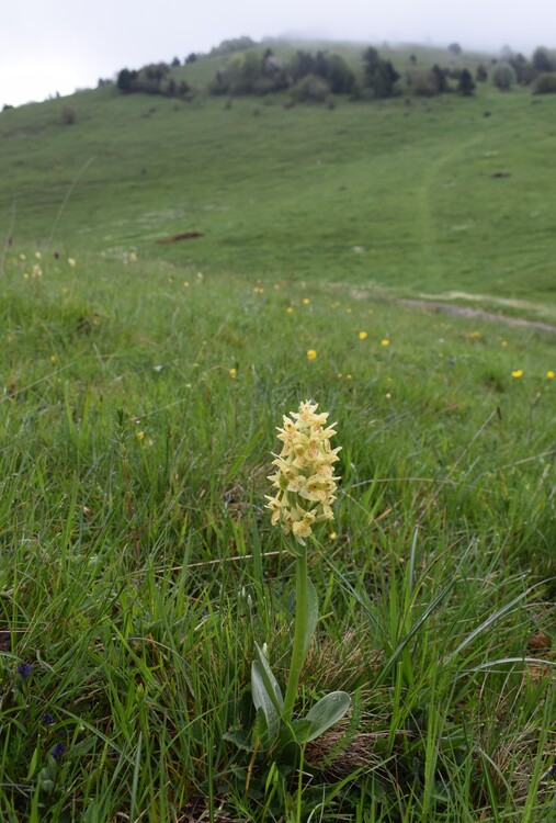 Le fioriture di Monte Agolo (Sebino bresciano)