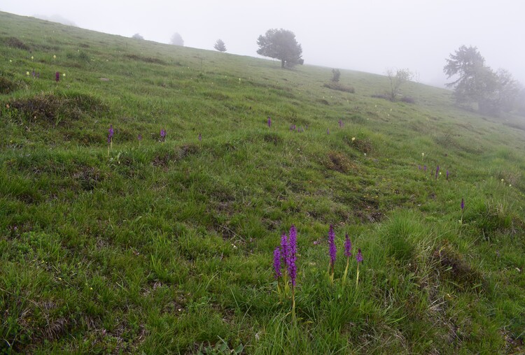 Le fioriture di Monte Agolo (Sebino bresciano)