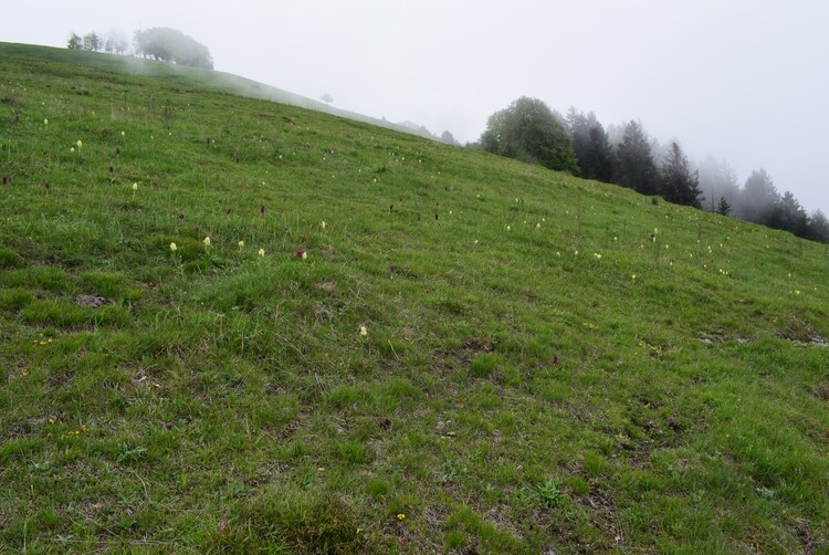 Le fioriture di Monte Agolo (Sebino bresciano)